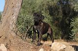 CANE CORSO 074